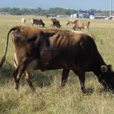 cows-1-400x300 cows-1-400x300