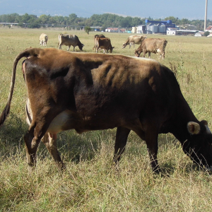 cows-1-400x300 cows-1-400x300