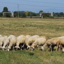 sheeps-400x300 sheeps-400x300