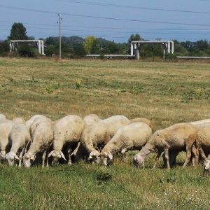 sheeps-400x300 sheeps-400x300